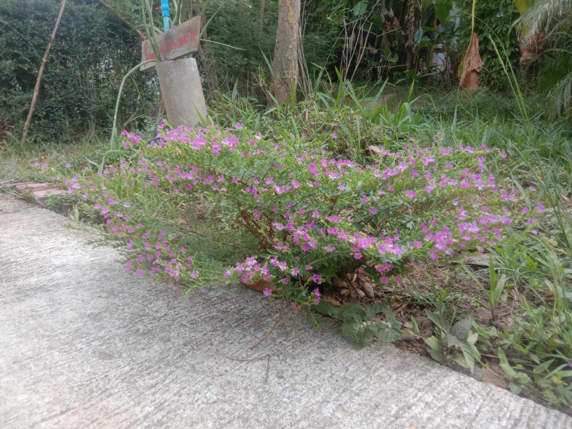 Koh Mook Bamboo Bungalows Экстерьер фото
